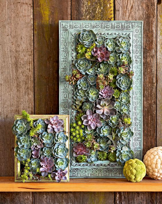 succulent plant wall