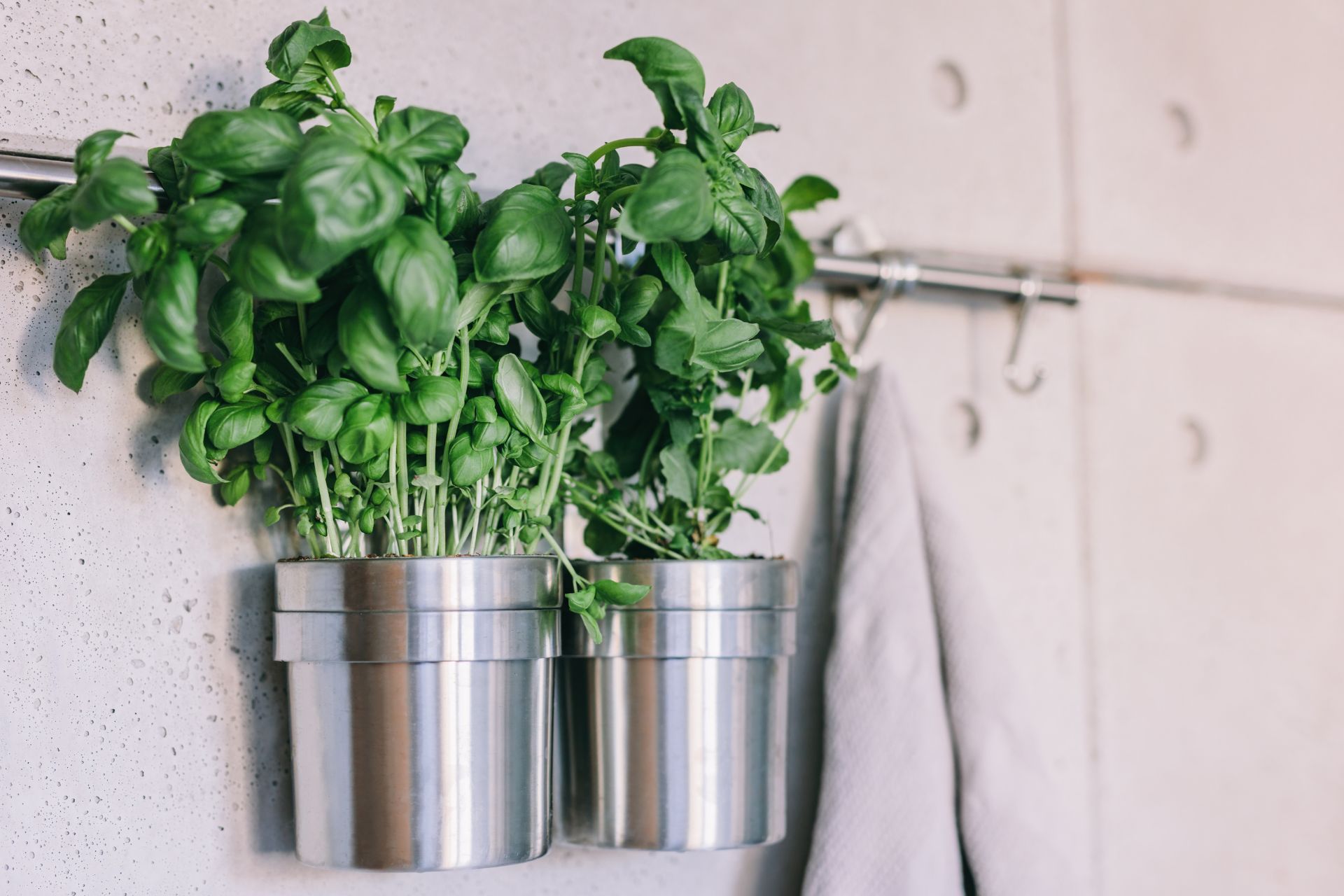 Kitchen plant wall ideas